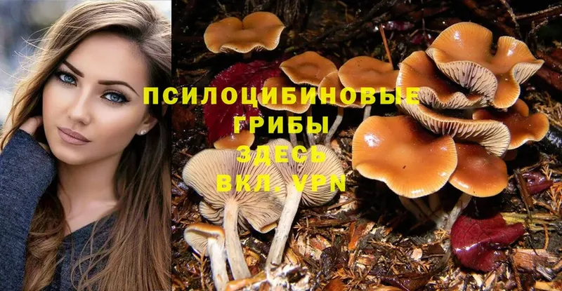 Галлюциногенные грибы Psilocybine cubensis  Кяхта 